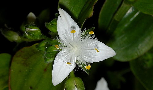 Tradescantia fluminensis